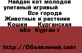 Найден кот,молодой упитаный игривый 12.03.2017 - Все города Животные и растения » Кошки   . Курганская обл.,Курган г.